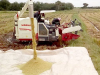 NAFCO needs GH¢770m to purchase excess rice and grains from farmers