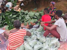 African youth emerge as key drivers of Africa’s forest future, report finds