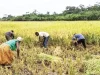 Rice-farmers demand six-month import ban