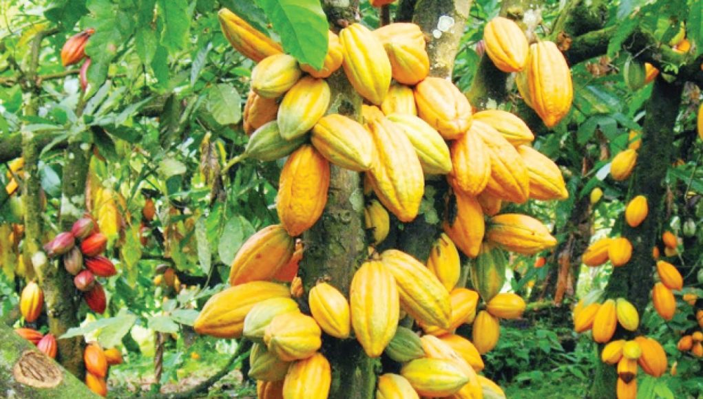1772113238_Cocoa-trees.jpg