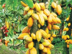 Debt conversion, price cuts and processing mandate mark cocoa sector overhaul