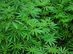 NACOC to begin licensing medicinal, industrial cannabis, warns against fraudulent facilitators