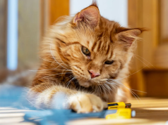Cats may hold clues for human cancer treatment