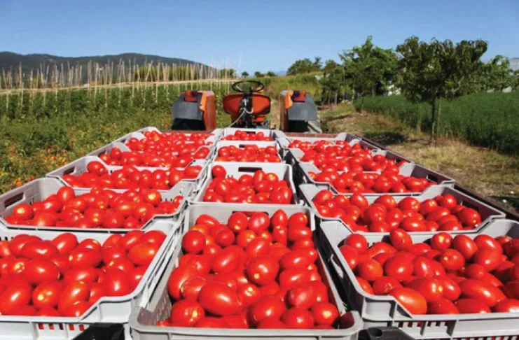 tomato-industry.jpg
