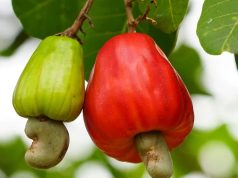 Regional Conference spotlights economic value of cashew apples