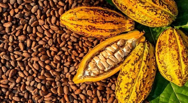 Cocoa-financing-overhaul-to-gauge-market-appetite.png