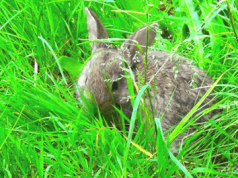 NGO introduces rabbit rearing as alternative livelihood to galamsey in Obrayebona