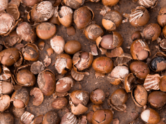 Accra hosts 18th annual shea industry conference
