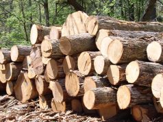 Ghana records 447 active timber social responsibility agreements worth GH¢4.52m