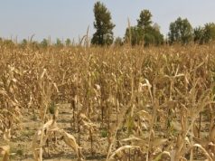 A Super El Niño is coming: What does it mean for Ghana?