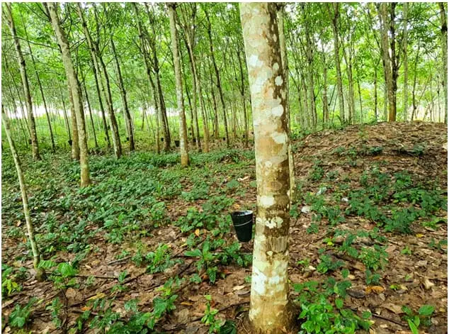 rubber-plant.jpeg