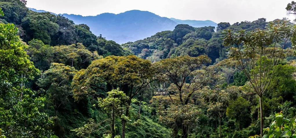 1200-resize-of-Tropical-rain-forest-Nyungwe-National-Park-Rwanda-via-Shutterstock-1.webp