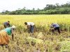 Editorial: Unsold paddy rice weighs heavy on producers