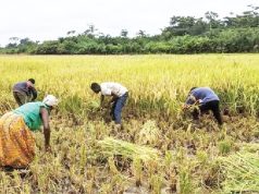 Editorial: Unsold paddy rice weighs heavy on producers