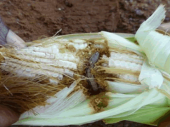 Invasive pests said to cost Africa $7b annually