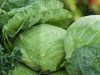 New GSA study finds high pesticide non-compliance in cabbages