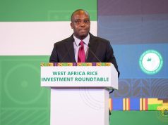 Minister urges long-term investment to transform Ghana’s rice sector