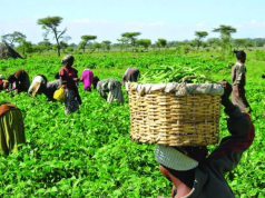 Farmers call for Northern commodity exchange to boost agribusiness