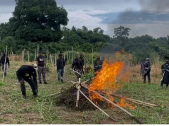 Police bust illegal cannabis plantations in Eastern Region, arrest six suspects