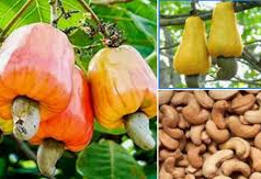 Prioritise local cashew processing to unlock jobs, boost export earnings – ACPG urges