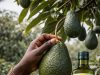 Avocado: Ghana’s next €2 billion export win