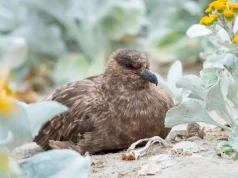 Australia confirms first case of H5N1 bird flu as virus reaches every continent