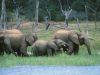 Scientific consensus calls for wildlife protection to be integrated into global climate change policy