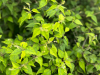 Ghanaian medicinal plant shows potential to starve prostate tumours by blocking blood vessel growth
