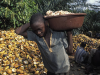 GAWU calls for strict enforcement of child labour Laws in cocoa-growing communities