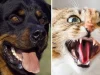 ICS heads to Supreme Court to halt dog, cat meat consumption in Ghana