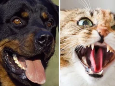 ICS heads to Supreme Court to halt dog, cat meat consumption in Ghana