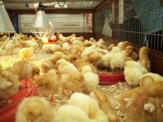 Nkoko Nkitinkiti and the shortest agricultural value chain…
