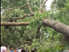 Fallen tree blocks 37 Hospital road as NADMO responds to affected vehicles