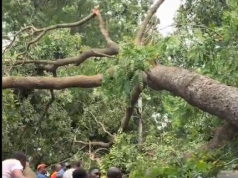 Fallen tree blocks 37 Hospital road as NADMO responds to affected vehicles