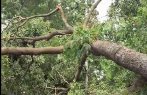 Fallen tree blocks 37 Hospital road as NADMO responds to affected vehicles