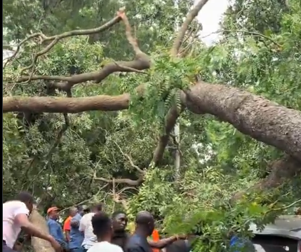 Fallen tree blocks 37 Hospital road as NADMO responds to affected vehicles