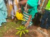 Global Alliance marks Shea Day with calls to restore, protect shea parklands