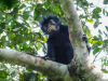 New monkey species with orange lips found ‘hiding’ in DRC forest