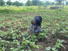Biochar revolution gives Upper East women farmers hope amid fertiliser price hikes