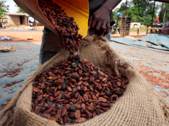 GH¢34.5bn paid out in cocoa purchases as COCOBOD injects more cash