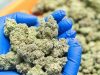 Don’t confuse legal industrial cannabis with illegal drug production — Muntaka