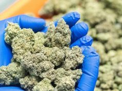 Don’t confuse legal industrial cannabis with illegal drug production — Muntaka
