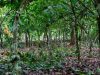 Europe’s deforestation law in the shadows of Ghana’s gold and cocoa forests