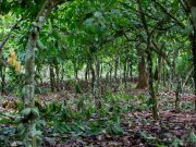 Europe’s deforestation law in the shadows of Ghana’s gold and cocoa forests