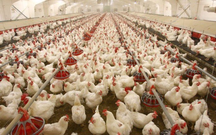 Poultry.jpg