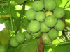 Researchers at KNUST identifies Jatropha oil as high-performance engine lubricant