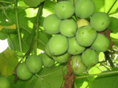 Researchers at KNUST identifies Jatropha oil as high-performance engine lubricant