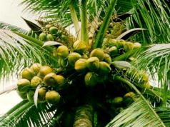 Jomoro to revive coconut business instead of engaging in galamsey – Paramount Chief