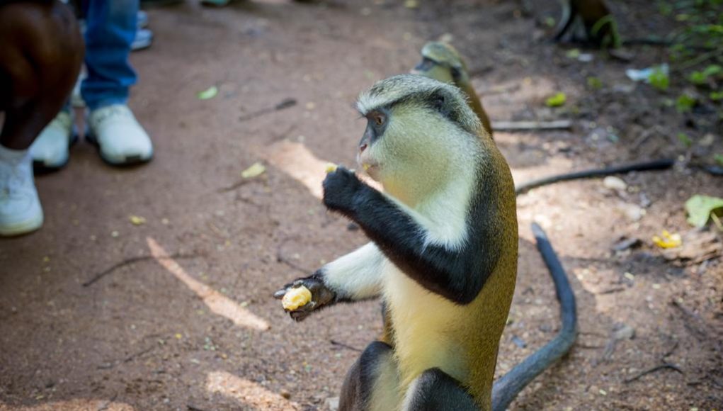 Tafi-Atome-Monkey-Sanctuary-3.jpeg