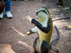 Rare monkey’s disappearance signals wider biodiversity crisis in West Africa, scientist warns